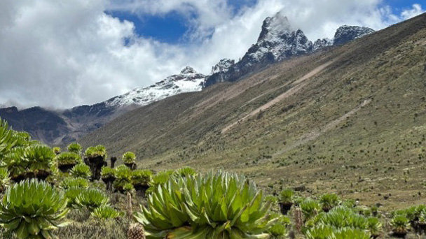 A stunning view of giant lobelias and rugged peaks on Mount Kenya under a partly cloudy sky.