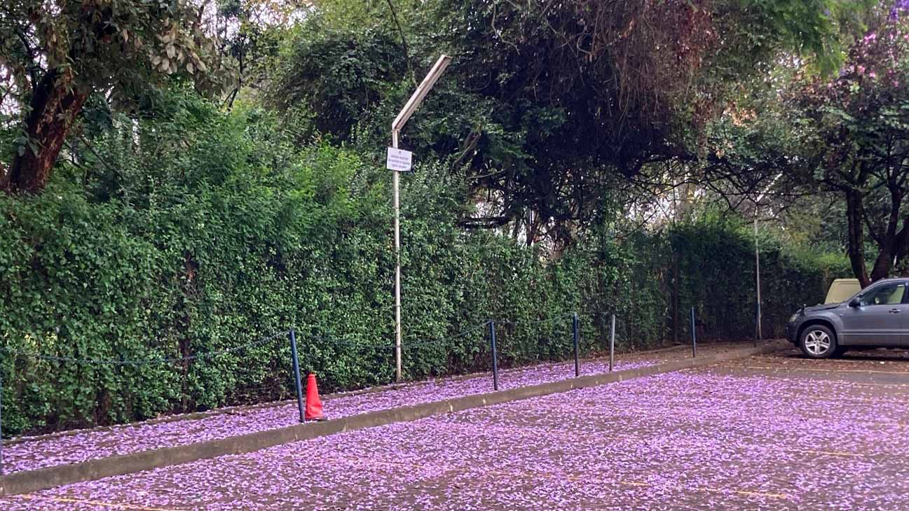 ナイロビの駐車場一面に散ったジャカランダの花びらが紫のじゅうたんのように広がり、街に彩りと静けさを添えている。