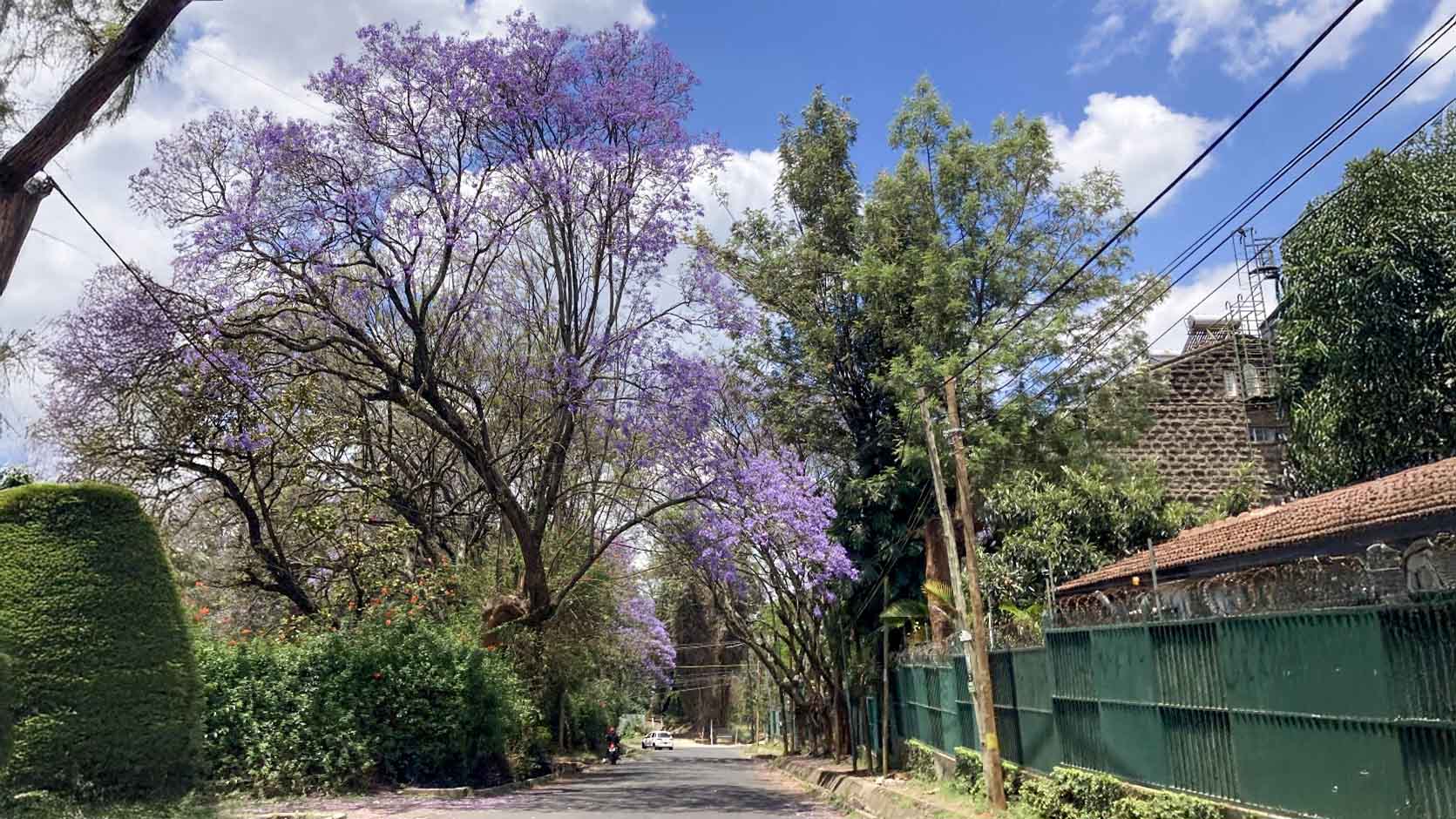 ナイロビの住宅街の通りに並ぶジャカランダの木々が満開になり、青空に映える薄紫色の花を咲かせている。